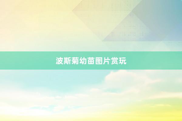 波斯菊幼苗图片赏玩